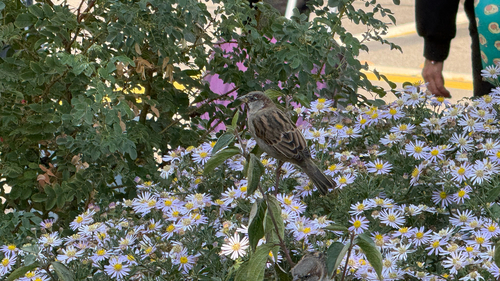 House Sparrow