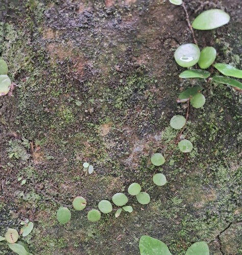 Dragon-Scale fern