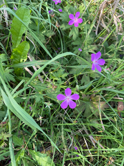 Geranium palustre, photograph (c) Maria Kohanovskaya, some rights reserved (CC BY)