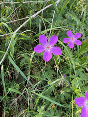 Geranium palustre, photograph (c) Maria Kohanovskaya, some rights reserved (CC BY)