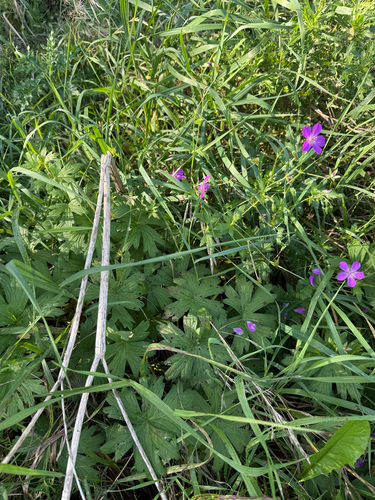 Geranium palustre, photograph 4