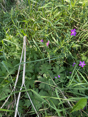 Geranium palustre, photograph (c) Maria Kohanovskaya, some rights reserved (CC BY)