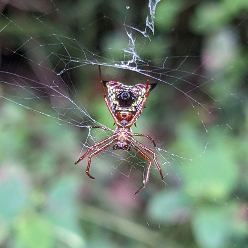 Arrow-shaped Orbweaver