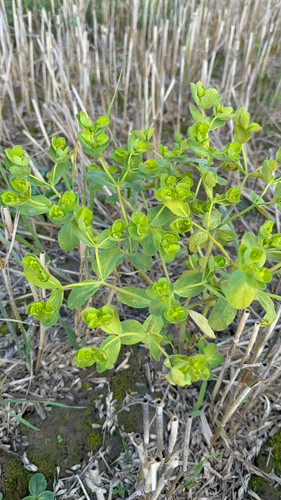 Sun spurge