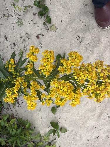 northern seaside goldenrod