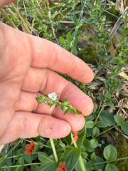 Veronica serpyllifolia