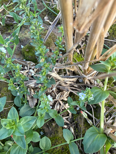 Veronica serpyllifolia, photograph 2