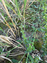 Veronica serpyllifolia, photograph (c) Maria Kohanovskaya, some rights reserved (CC BY)