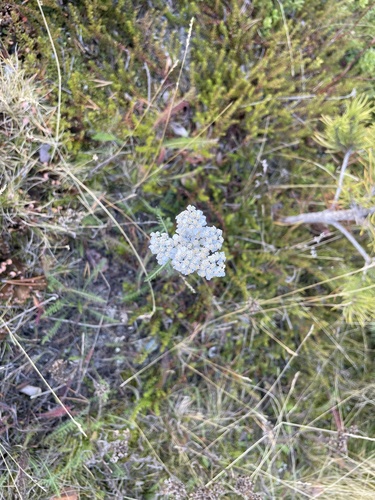 common yarrow
