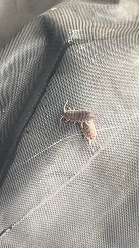 Common Rough Woodlouse