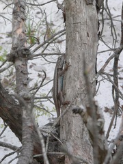 Sceloporus woodi
