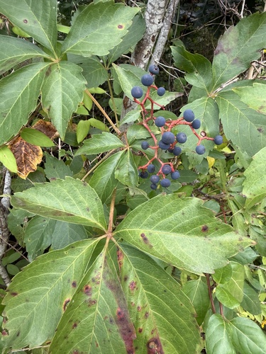 Virginia creeper