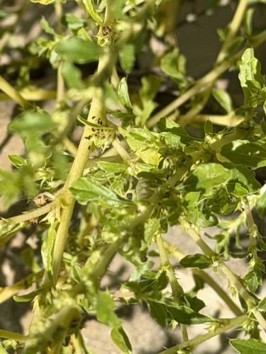 prostrate pigweed