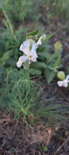 white campion