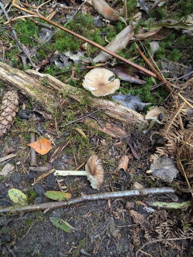 European Platterful Mushroom