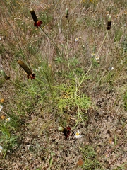 Ratibida columnifera