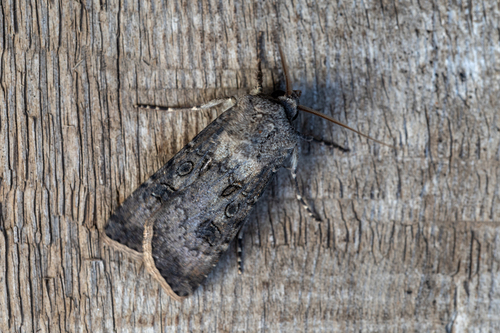 Turnip Moth