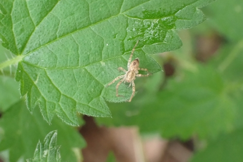Buzzing Spider