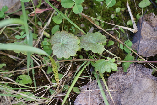 ground-ivy