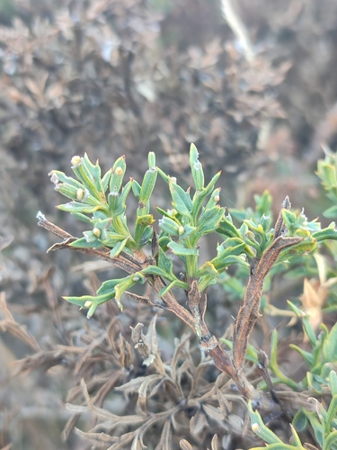 Genista tridentata