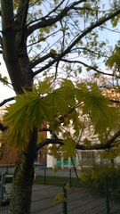 Acer platanoides