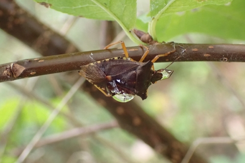 Forest Bug