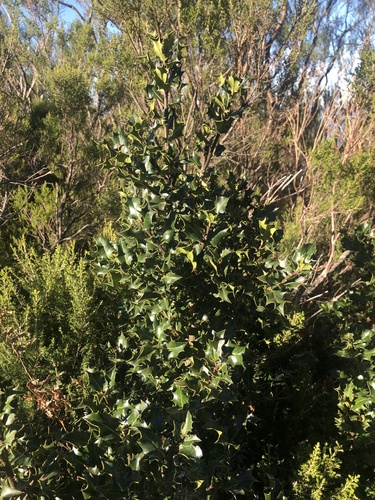 European holly