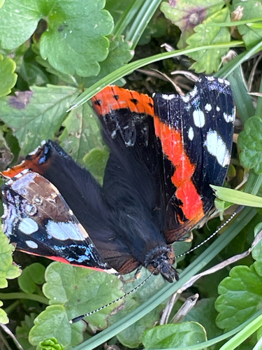 Red Admiral