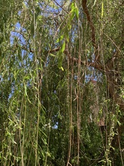 Salix