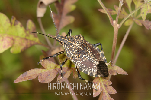 Yellow-spotted Stink Bug