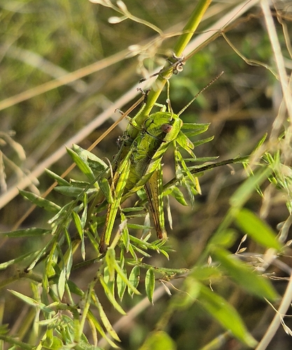 Small Gold Grasshopper