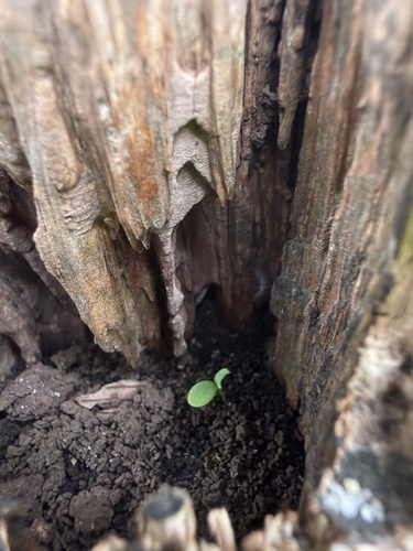 Common Rough Woodlouse