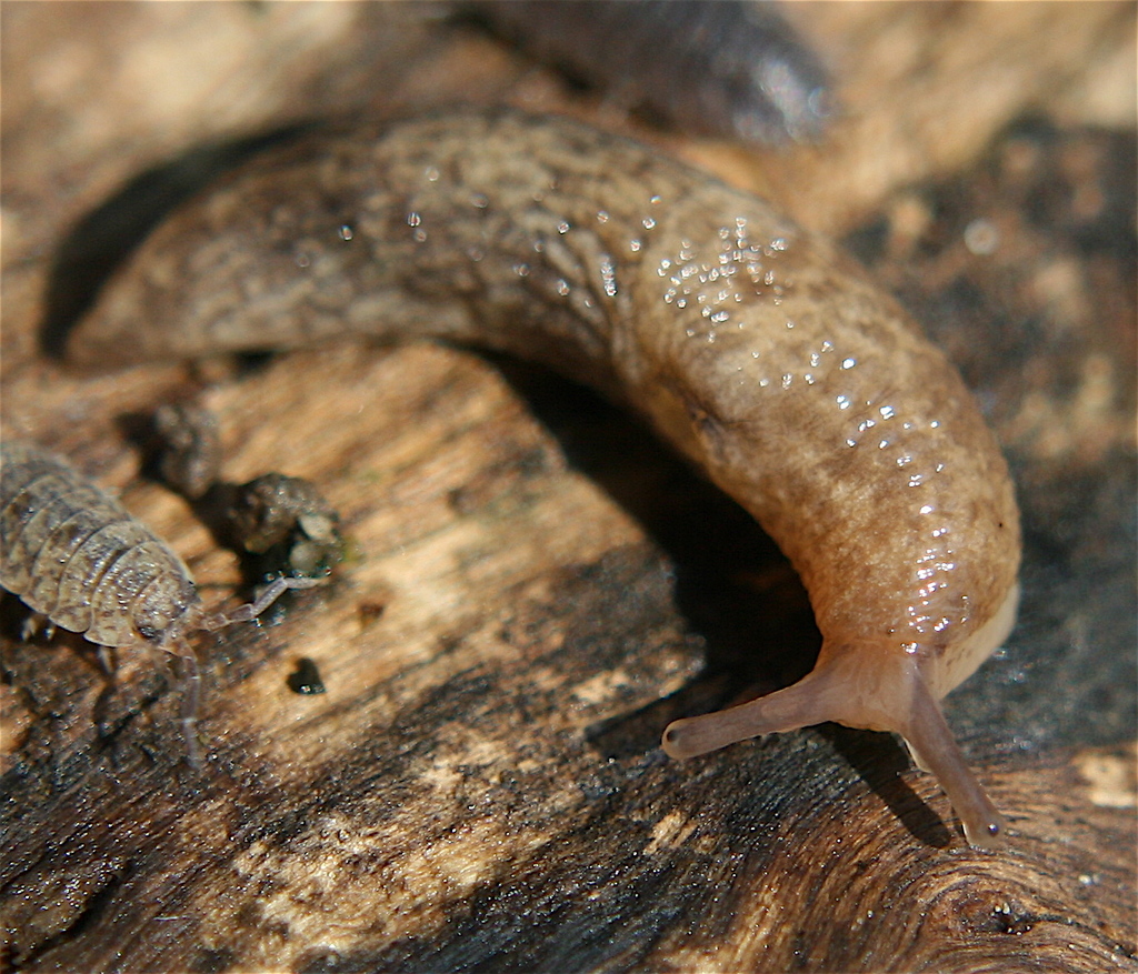 Agriolimacidae