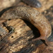 Agriolimacidae - Photo (c) Cody Hough, algunos derechos reservados (CC BY-NC-SA)