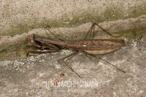 Asian Jumping Mantis