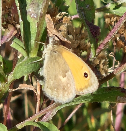 Small Heath