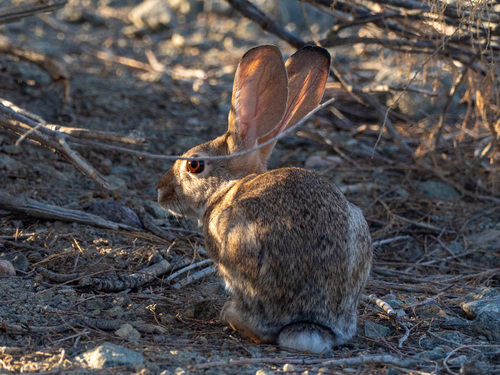 Desert Cottontail