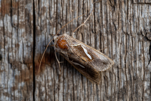 Dewick's Plusia