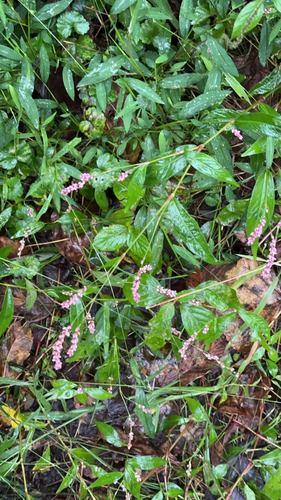 low smartweed