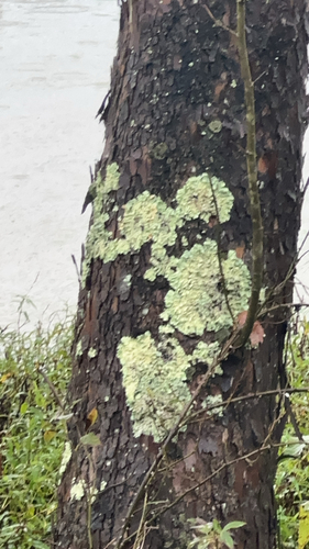 common greenshield lichen