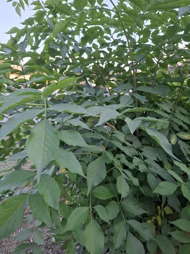 European black elderberry