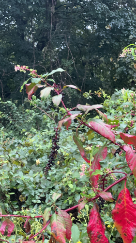 American pokeweed