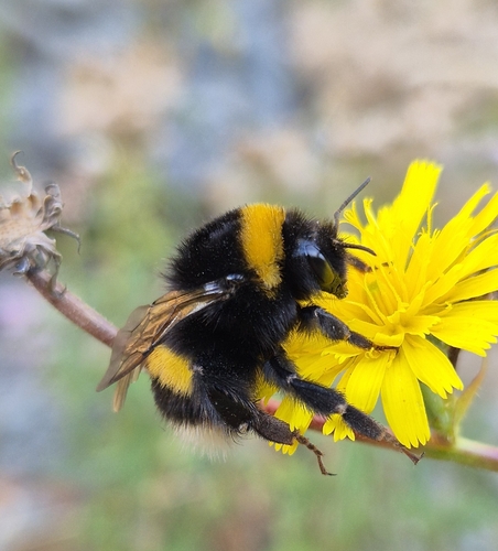 Buff-tailed Bumble Bee
