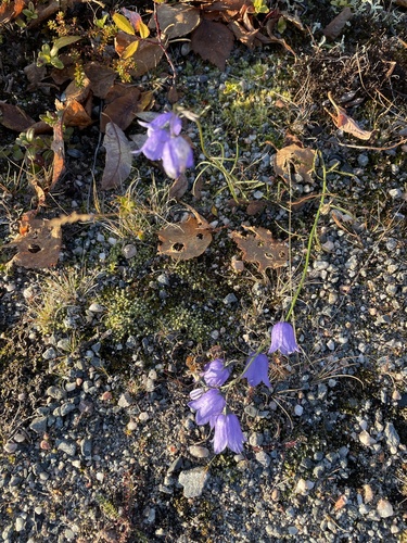 Common Harebell