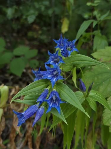 willow gentian