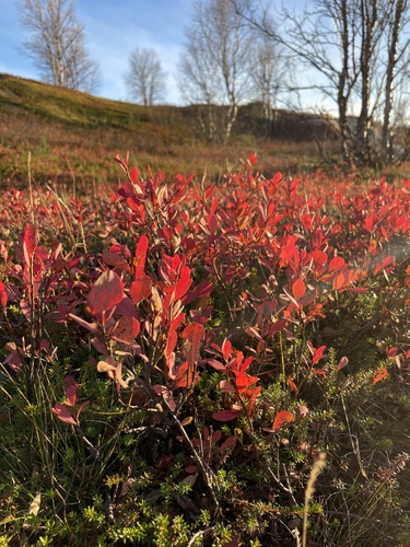 bog bilberry