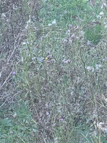 European Goldfinch