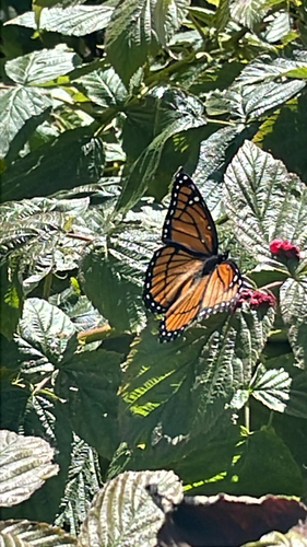 Viceroy