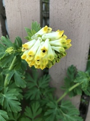 Corydalis nobilis