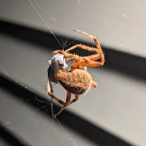 Spotted Orbweaver